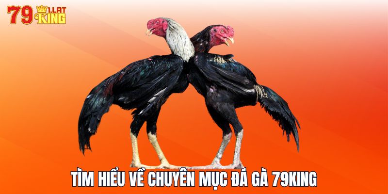 Tìm hiểu về chuyên mục đá gà 79KING