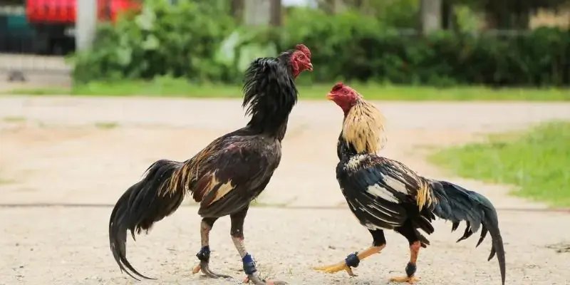 Đá Gà 79WIN – Sảnh Game Mang Đến Trải Nghiệm Cược Đỉnh Cao Bí kíp tham gia sảnh Đá gà 79WIN tối ưu nhất